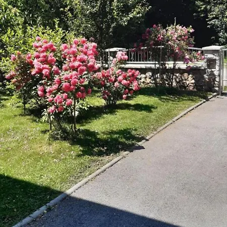 Mountain Flower Daire Delnice