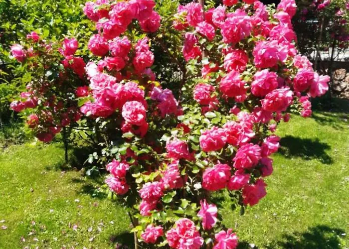 Mountain Flower * Delnice